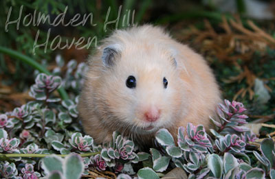 Amber- Black Eyed Cream Black Longhaired Syrian Hamster